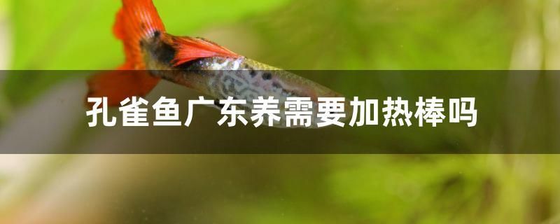 孔雀魚(yú)廣東養(yǎng)需要加熱棒嗎 元寶鳳凰魚(yú)