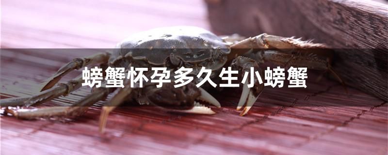 螃蟹懷孕多久生小螃蟹 圣菲埃及魚