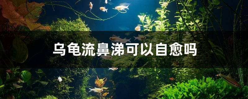 烏龜流鼻涕可以自愈嗎 水族世界