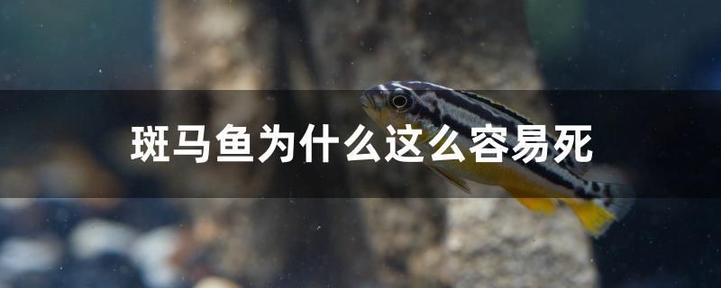 斑馬魚為什么這么容易死 赤荔鳳冠魚