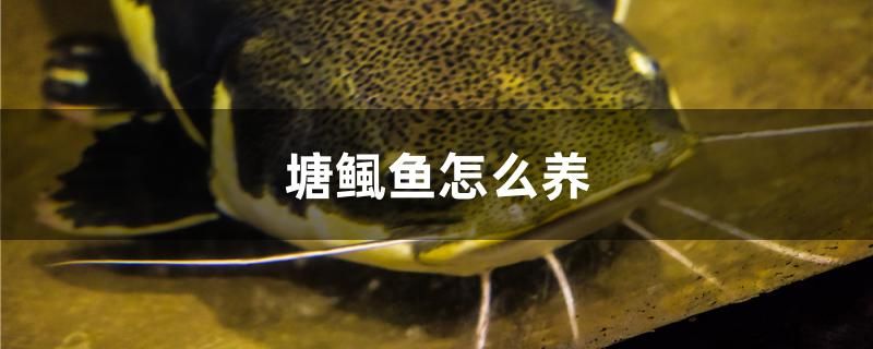 塘鲺魚怎么養(yǎng) 伊巴卡魚