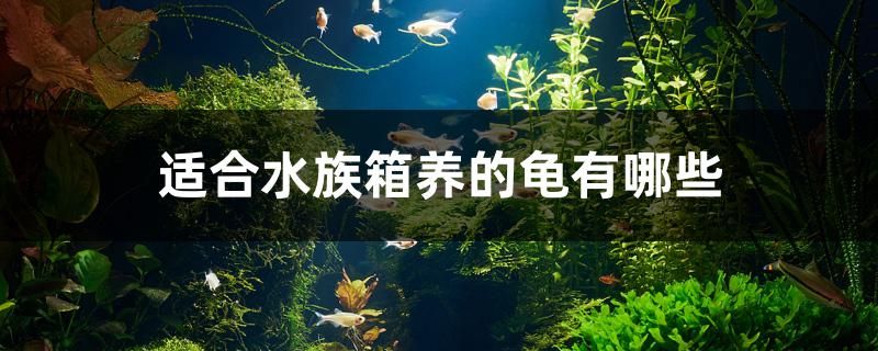 適合水族箱養(yǎng)的龜有哪些