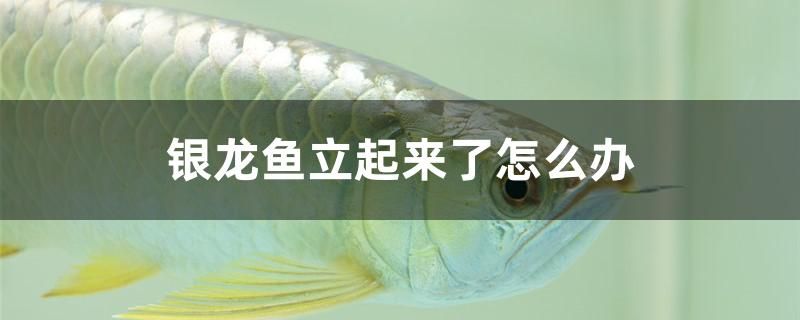 銀龍魚立起來了怎么辦 白化火箭魚