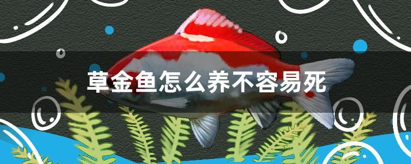 草金魚怎么養(yǎng)不容易死 青龍魚