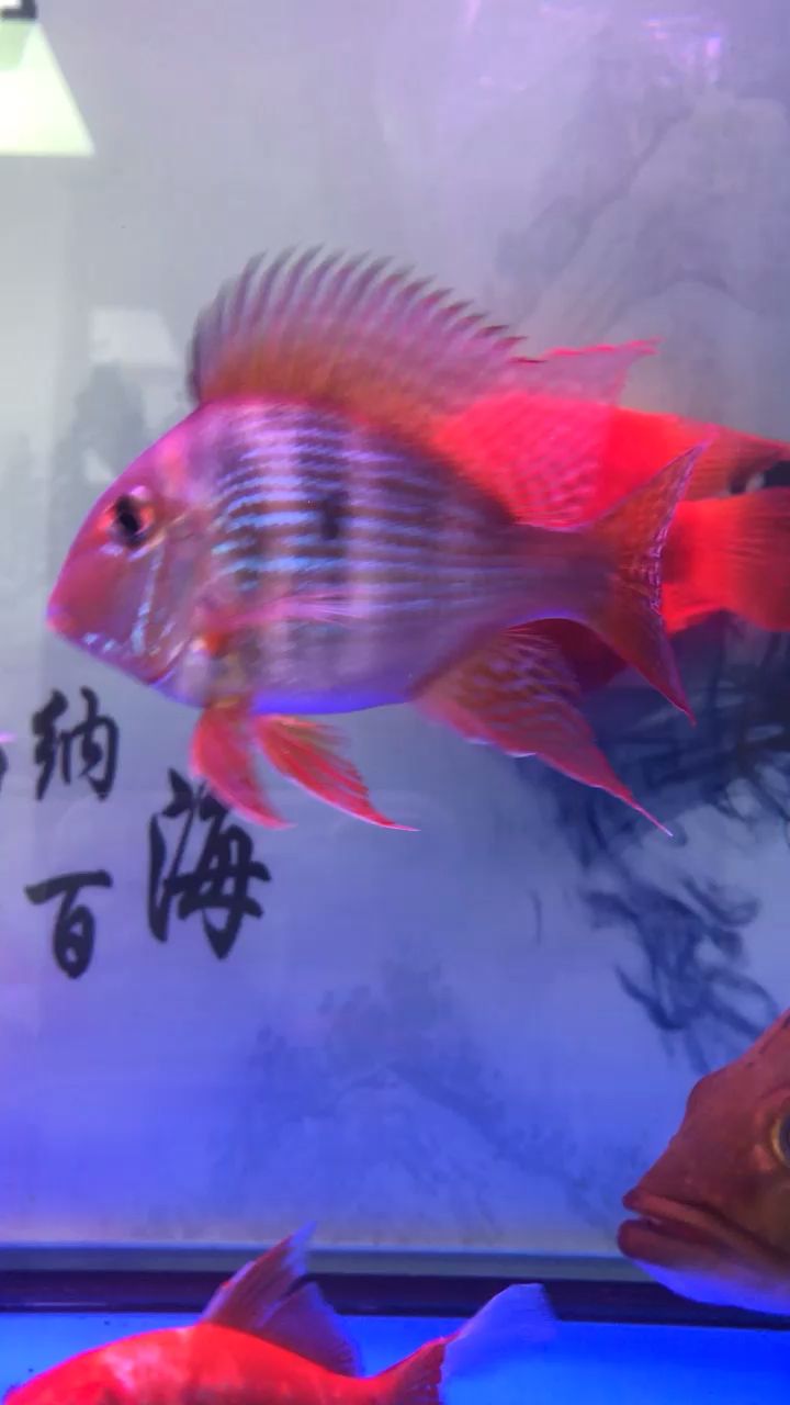 龍魚混養(yǎng)風(fēng)水說(shuō)法(龍魚混養(yǎng)最佳伴侶魚) 觀賞魚