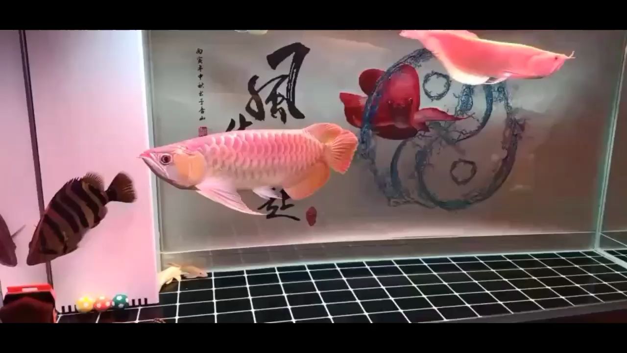 魚缸放消化細(xì)菌對(duì)魚有害嗎視頻（魚缸過濾跟魚生病關(guān)系大么） 非洲金鼓魚 第1張