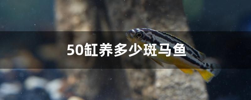 50缸養(yǎng)多少斑馬魚 刀魚魚