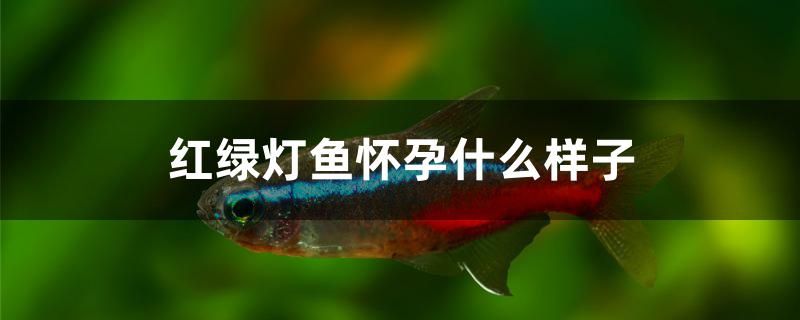 紅綠燈魚(yú)懷孕什么樣子