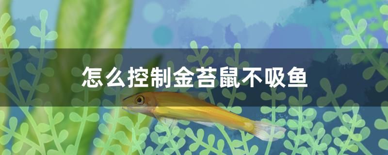 怎么控制金苔鼠不吸魚 水族用品