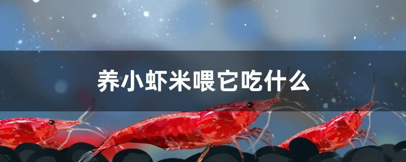 養(yǎng)小蝦米喂它吃什么 野彩魚