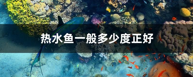 熱水魚一般多少度正好 斑馬鴨嘴魚