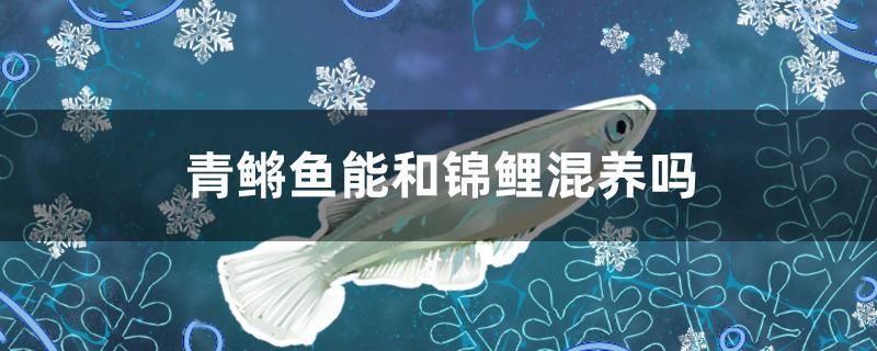 青鳉魚能和錦鯉混養(yǎng)嗎