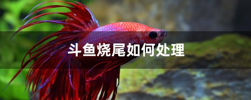 斗魚燒尾如何處理 赤荔鳳冠魚