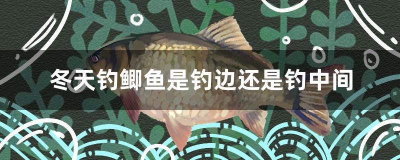 冬天釣鯽魚(yú)是釣邊還是釣中間 巴卡雷龍魚(yú)