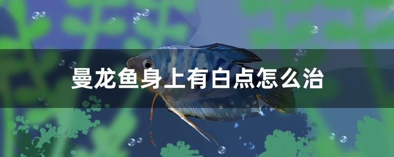 曼龍魚身上有白點怎么治