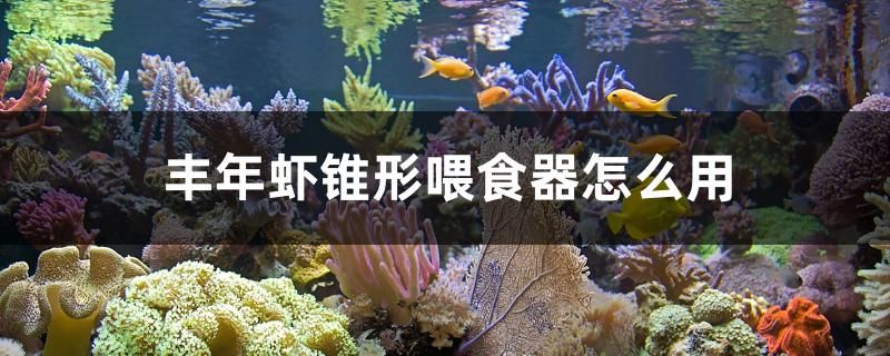 豐年蝦錐形喂食器怎么用 元寶鳳凰魚專用魚糧