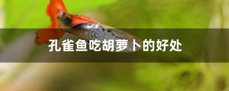 孔雀魚吃胡蘿卜的好處