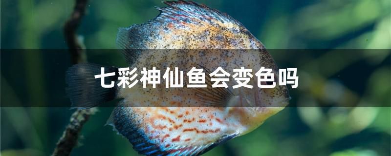 七彩神仙魚會變色嗎