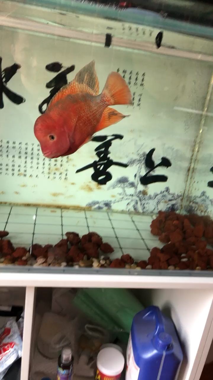 不開燈 觀賞魚論壇