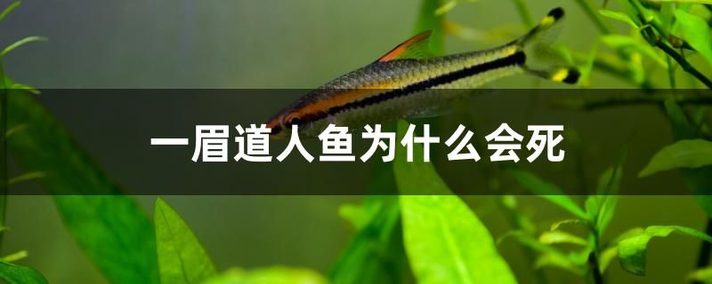 一眉道人魚為什么會死 量子養(yǎng)魚技術(shù)