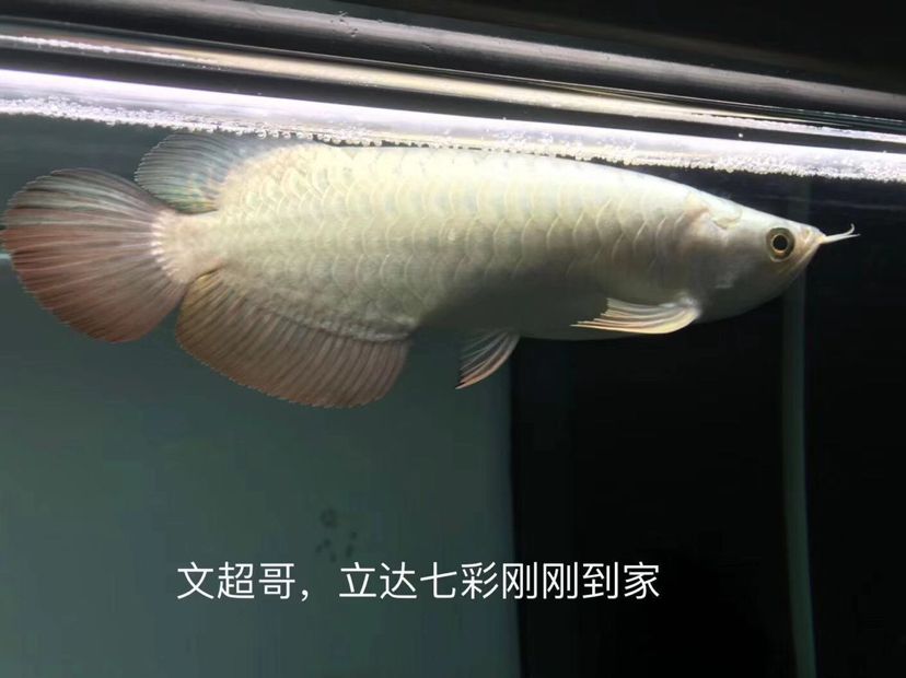 鳳尾魚可以近親繁殖嗎 白化火箭魚 第1張