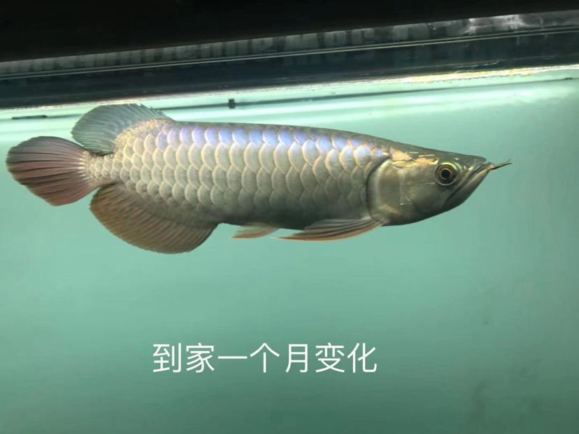 鳳尾魚(yú)可以近親繁殖嗎 白化火箭魚(yú) 第2張