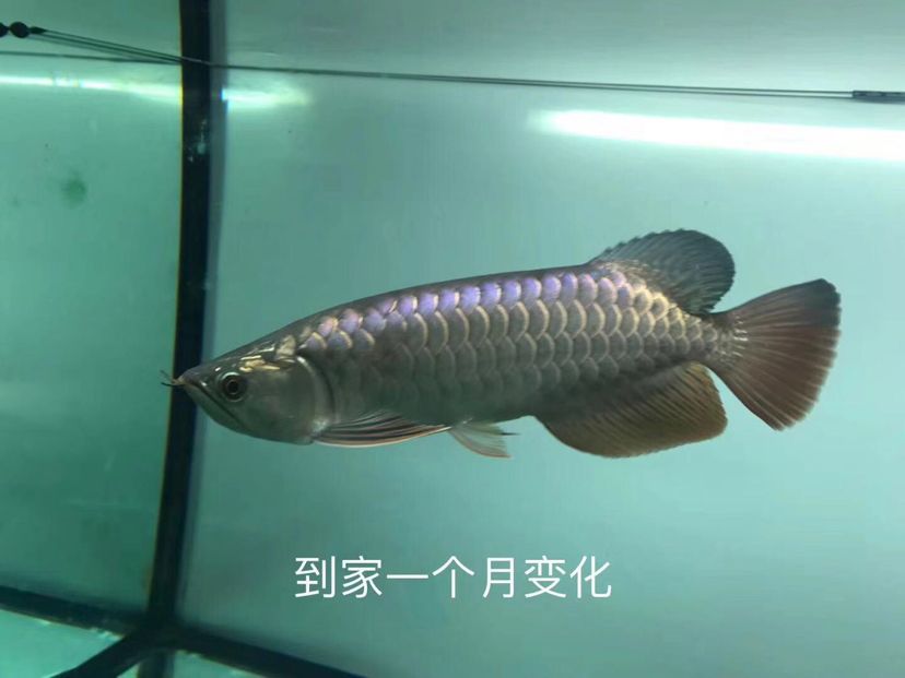 鳳尾魚可以近親繁殖嗎 白化火箭魚 第3張