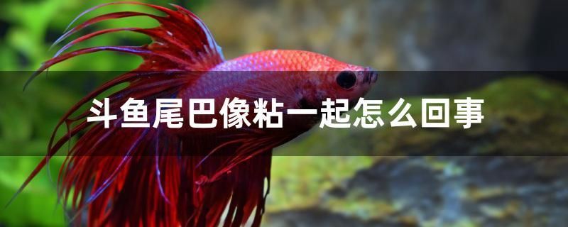 斗魚尾巴像粘一起怎么回事