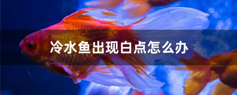 冷水魚出現(xiàn)白點(diǎn)怎么辦 元寶鯽