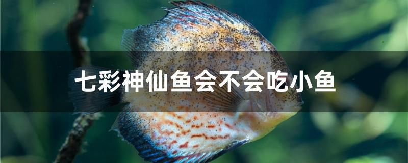 河北魚缸廠家聯(lián)系方式大全圖片 河北省魚缸廠 圣菲埃及魚