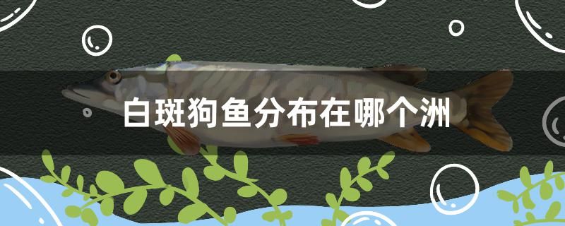 白斑狗魚分布在哪個洲