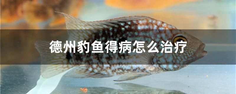 德州豹魚得病怎么治療 觀賞魚百科