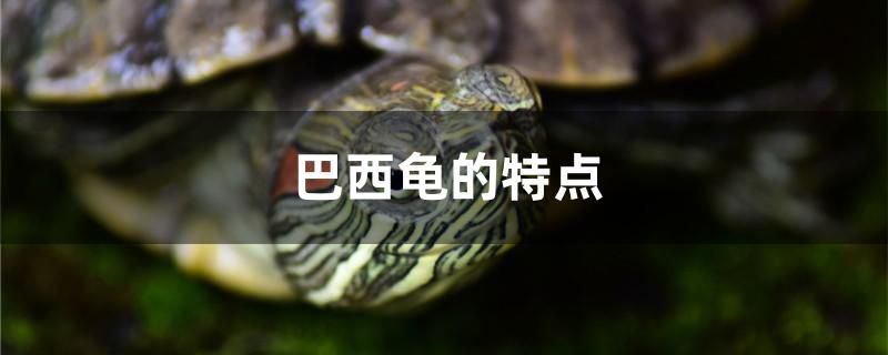 巴西龜?shù)奶攸c(diǎn)是什么 黑影道人魚(yú)