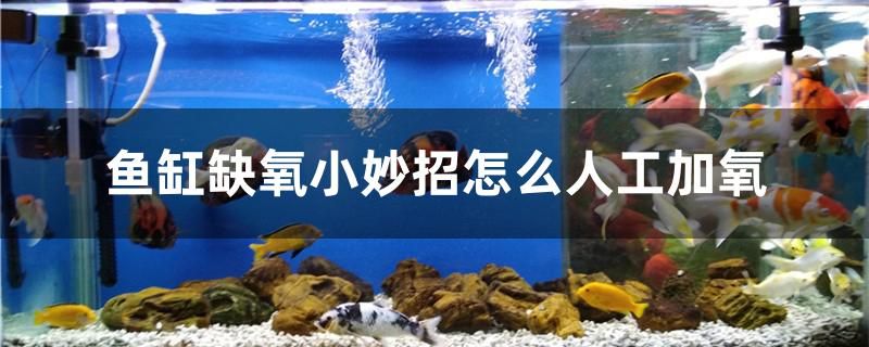 魚缸缺氧小妙招怎么人工加氧