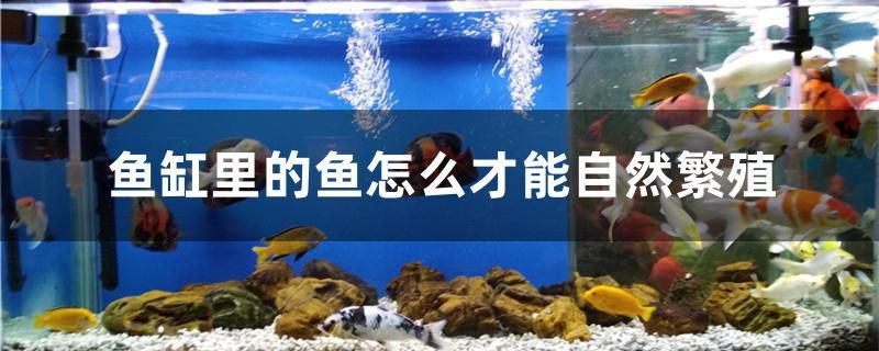 魚缸里的魚怎么才能自然繁殖