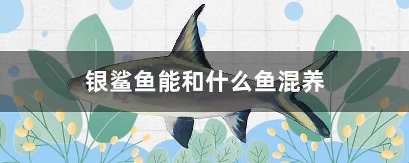 銀鯊魚能和什么魚混養(yǎng) 銀龍魚百科