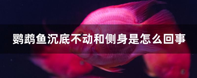 鸚鵡魚(yú)沉底不動(dòng)和側(cè)身是怎么回事