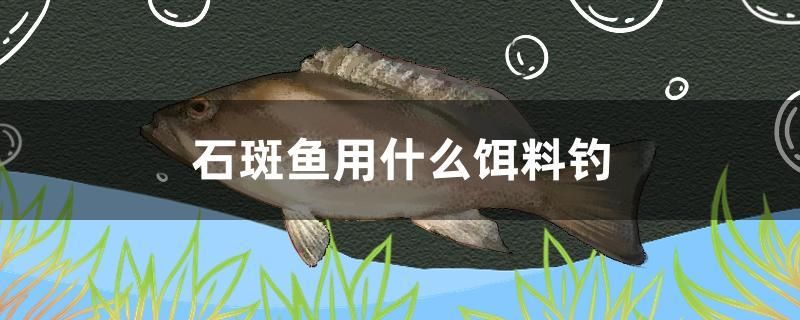 石斑魚(yú)用什么餌料釣