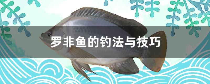 羅非魚的釣法與技巧