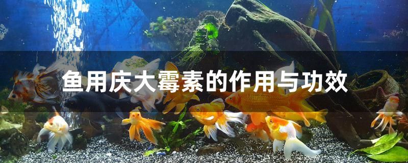 魚用慶大霉素的作用與功效