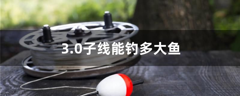 3.0子線能釣多大魚