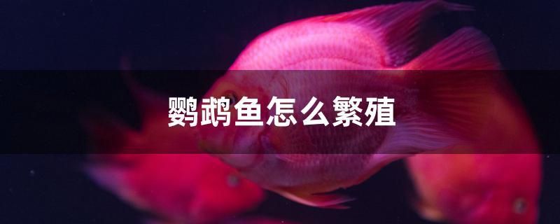 鸚鵡魚(yú)怎么繁殖