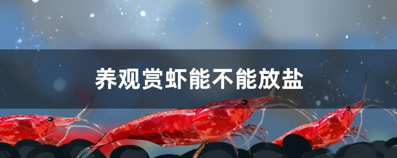 養(yǎng)觀賞蝦能不能放鹽 名貴錦鯉魚