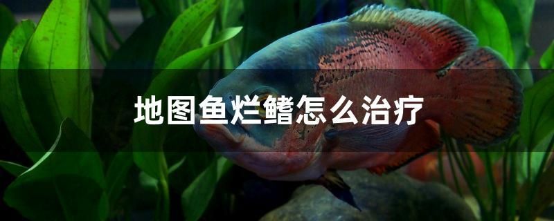 地圖魚爛鰭怎么治療 熊貓異形魚L46