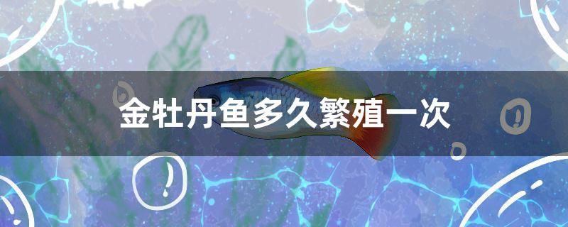 金牡丹魚多久繁殖一次