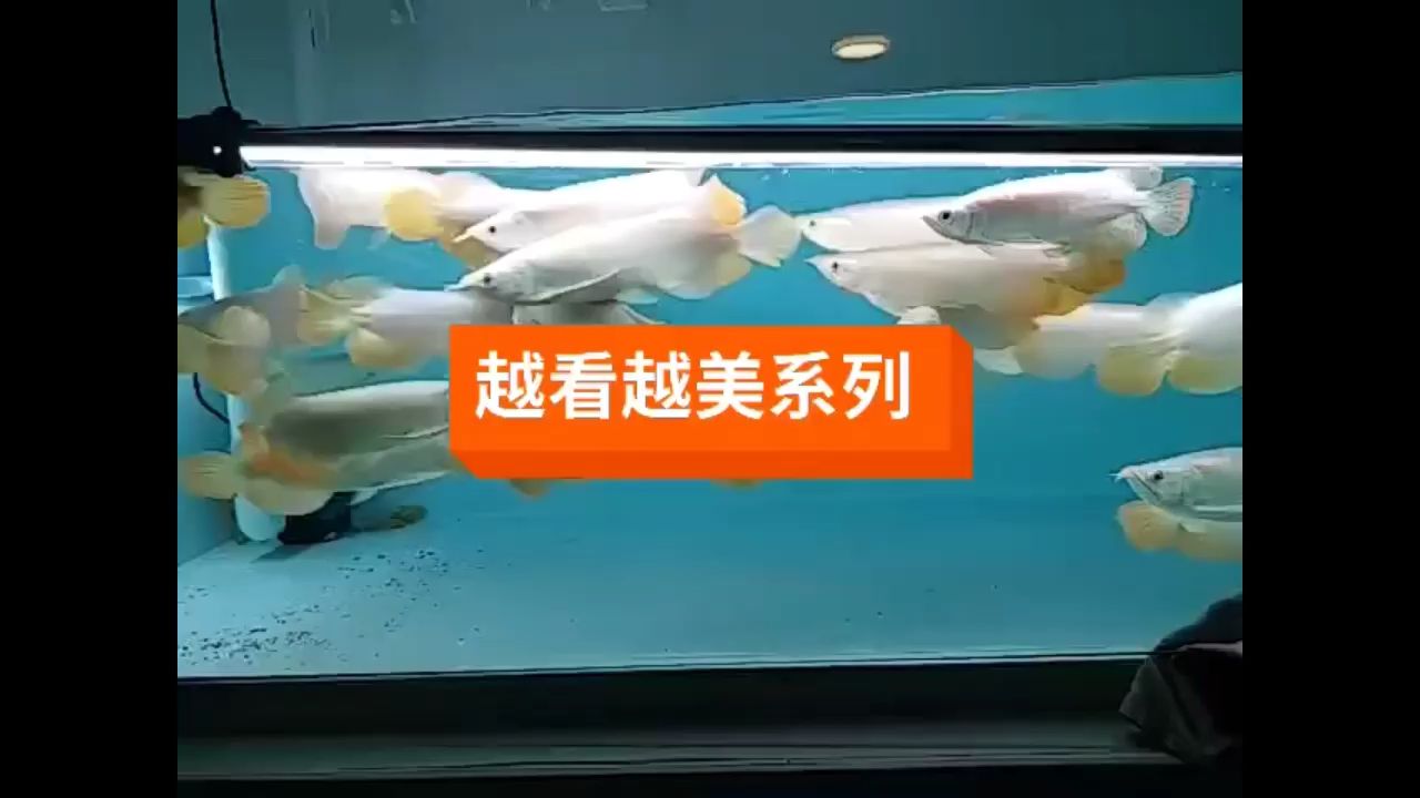 看看我們的超大七鰭大白條。[呲牙] 觀賞魚論壇 第1張