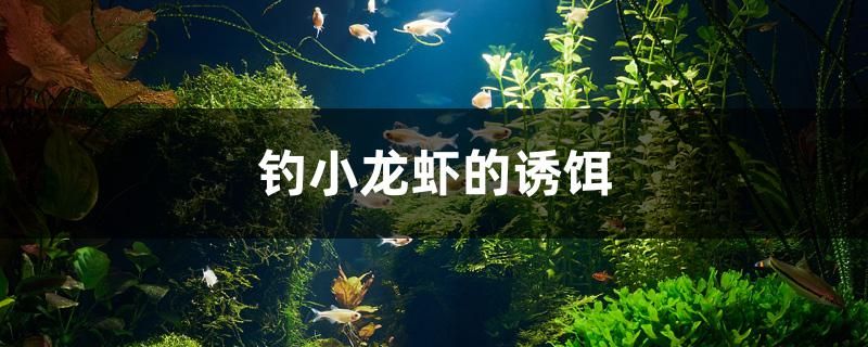 釣小龍蝦的誘餌