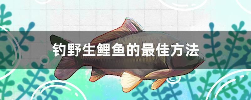 釣野生鯉魚的最佳方法 玫瑰銀版魚