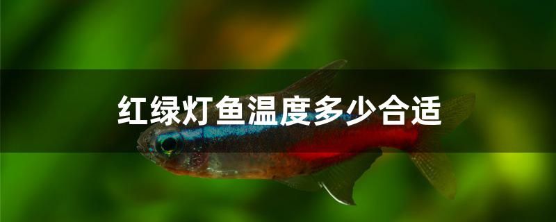 紅綠燈魚溫度多少合適 白子黃化銀龍魚