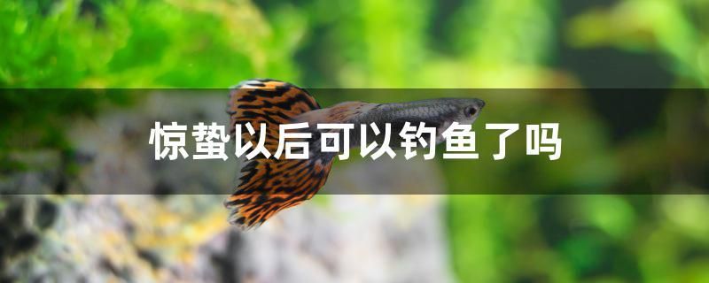 驚蟄以后可以釣魚了嗎 丹頂錦鯉魚